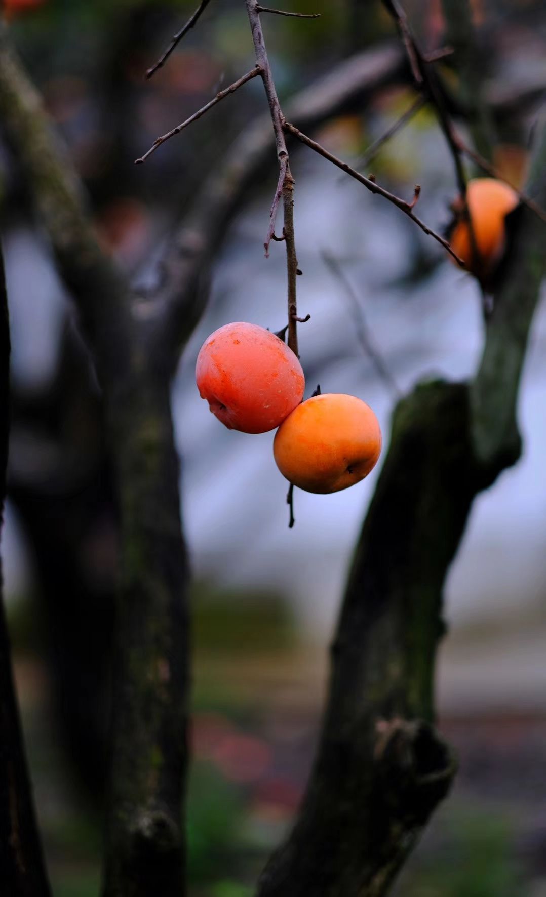 In Gongcheng, Guangxi, the planting area of persimmon has reached 195,800 mu and the output is 510,000 tons. Every November, the persimmons are ripe, densely hung on the branches, like a red lantern hanging on the branches.