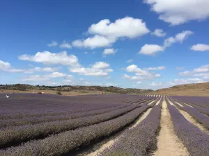 Wānaka Lavender Farm