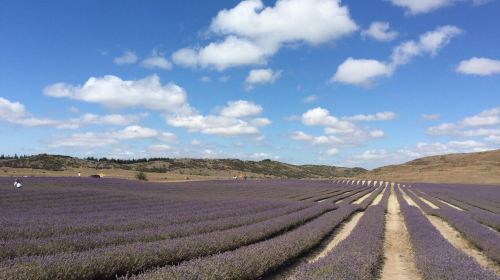 Wanaka Lavender Farm