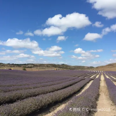 HK Express Flights to Blenheim