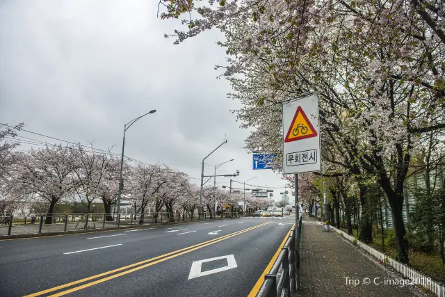 Cherry Blossom Viewing in Seoul