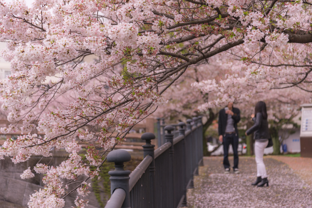 สวนไมซูรุ (Maizuru Park)