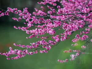 Hongmei Park