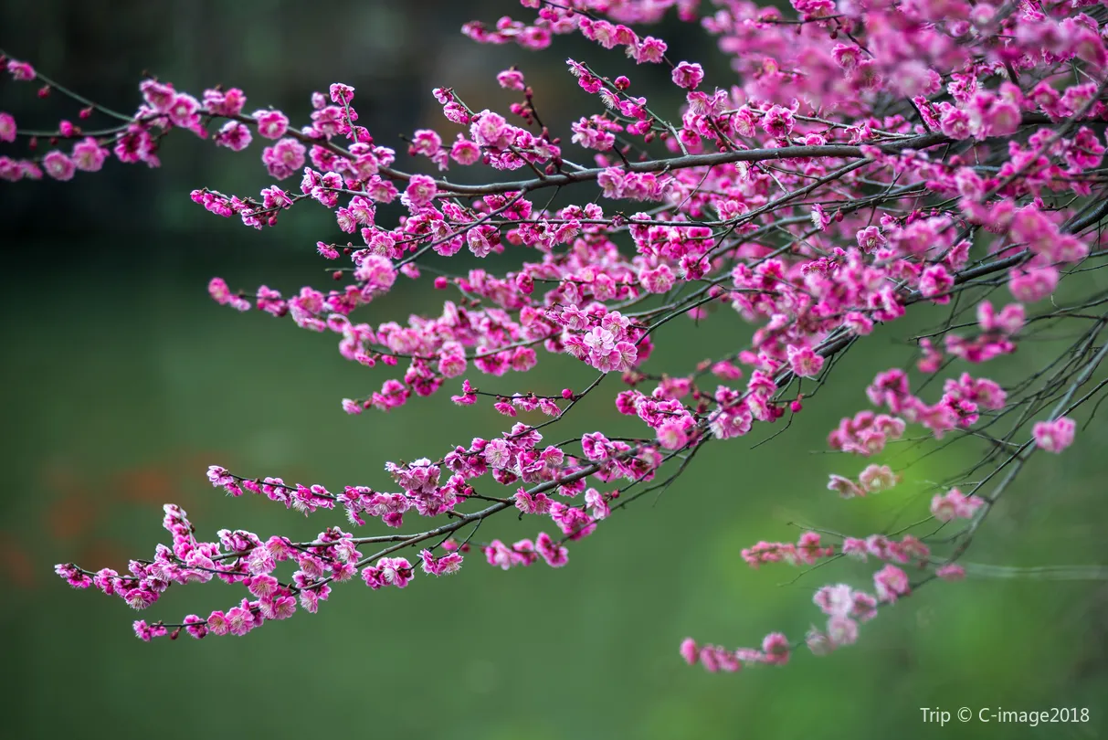 3_紅梅公園