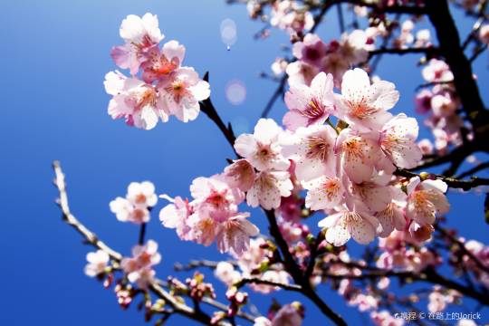 日本大阪四天王寺+道頓堀+心齋橋+大阪城公園+萬博紀念公園一日遊