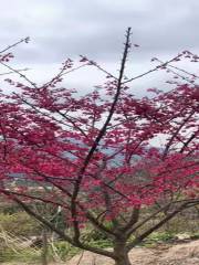 Yannan Yiyuan Garden