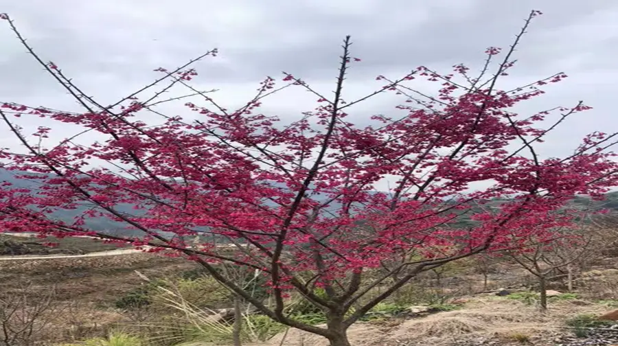 温州櫻花園