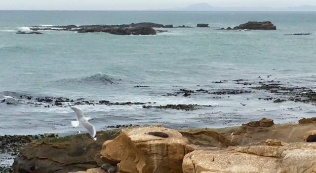 Shag Point Nature Reserve