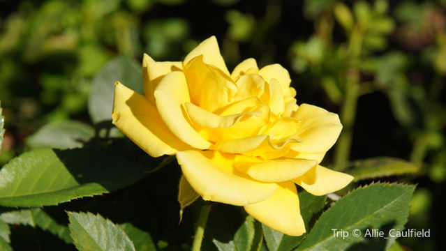 State Capitol Park World Peace Rose Garden