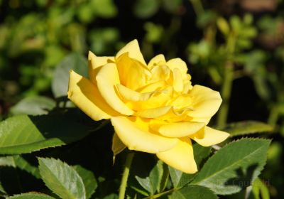 State Capitol Park World Peace Rose Garden