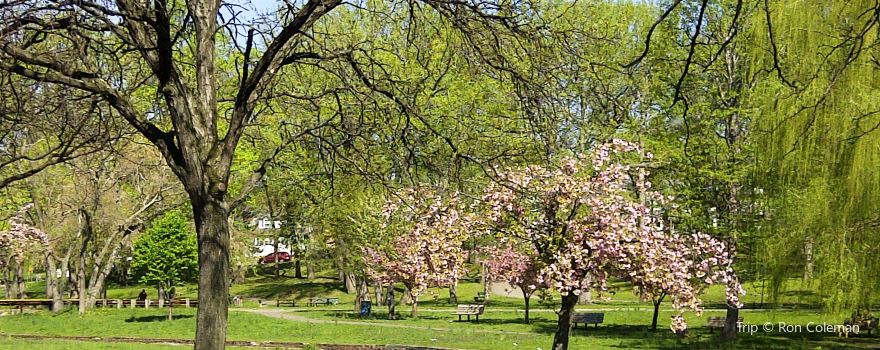 Smith Field Park