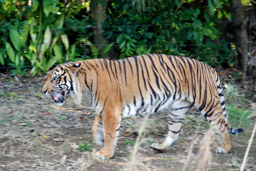 橫濱動物園Zoorasia