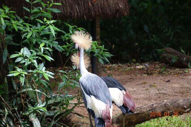 Birds Park