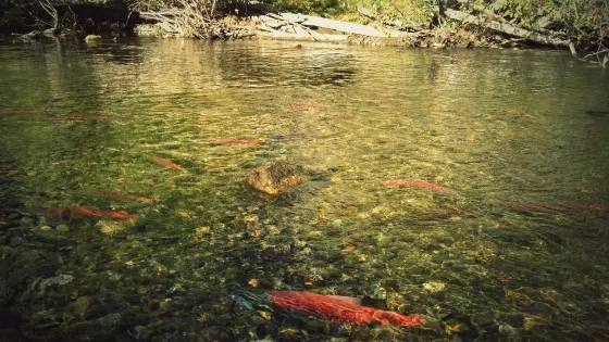 Stream Profile Chamber