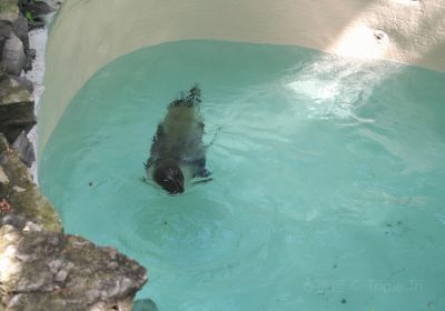 Acquario delle Cascate del Niagara