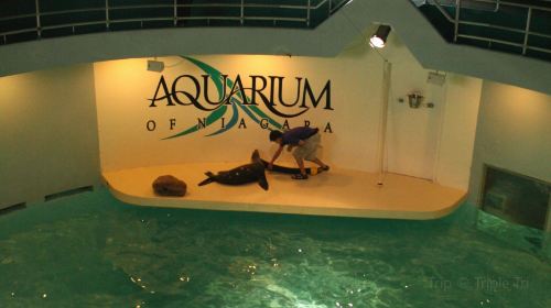 Aquarium of Niagara