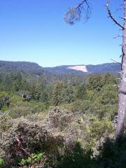 Henry Cowell Redwoods State Park