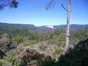 Henry Cowell Redwoods State Park