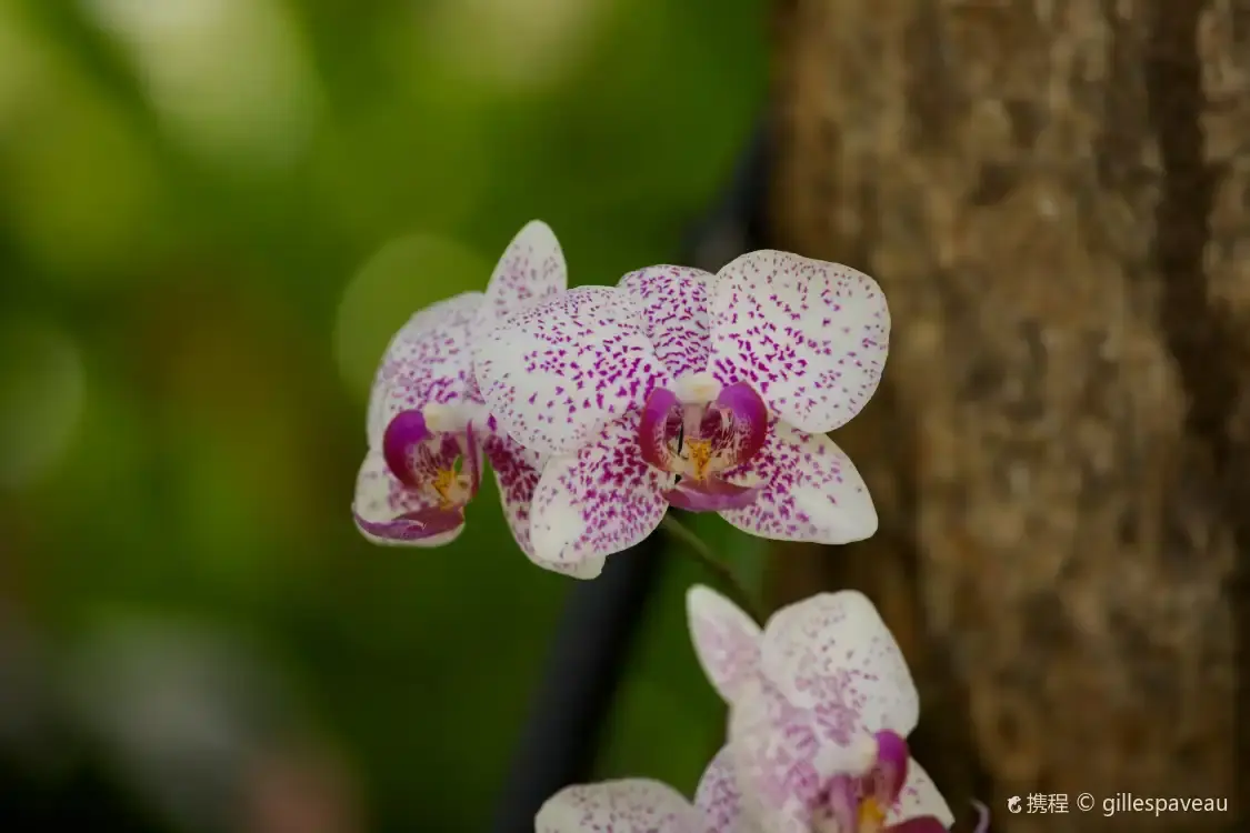 Các khách sạn gần Jardin Botanique