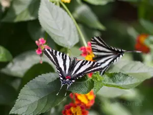 Joseph L. Popp Jr. Butterfly Conservatory