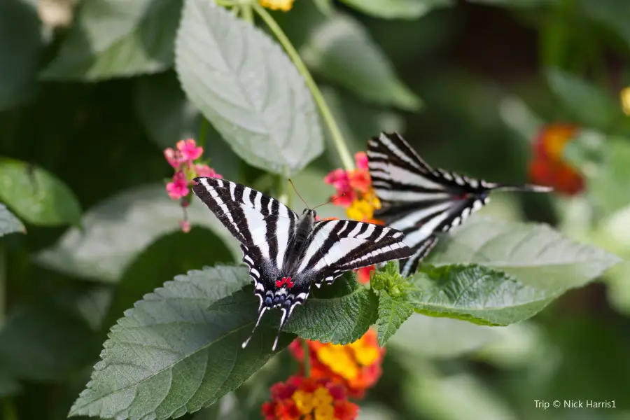 Joseph L. Popp Jr. Butterfly Conservatory