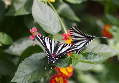 Joseph L. Popp, Jr. Butterfly Conservatory