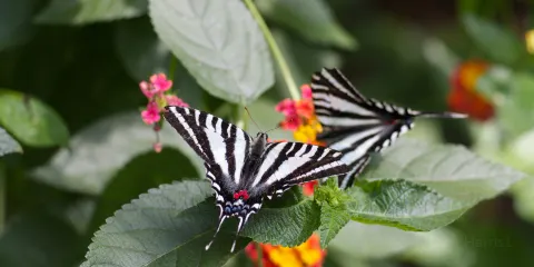 Joseph L. Popp, Jr. Butterfly Conservatory