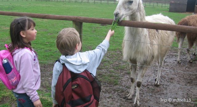 Llama Park