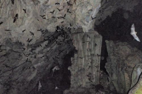Bat Caves