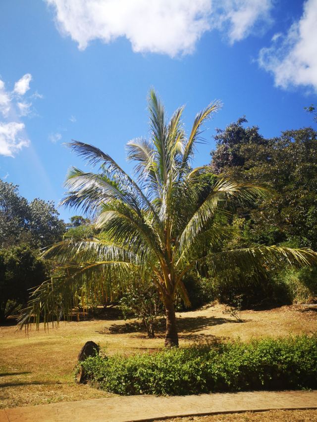 National Tropical Botanical Garden