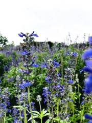 藍色夢幻香草園
