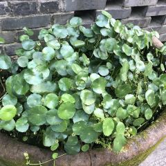 Ba Dao Tang Chongqing Hot Pot (Nanshan Main store) User Photo