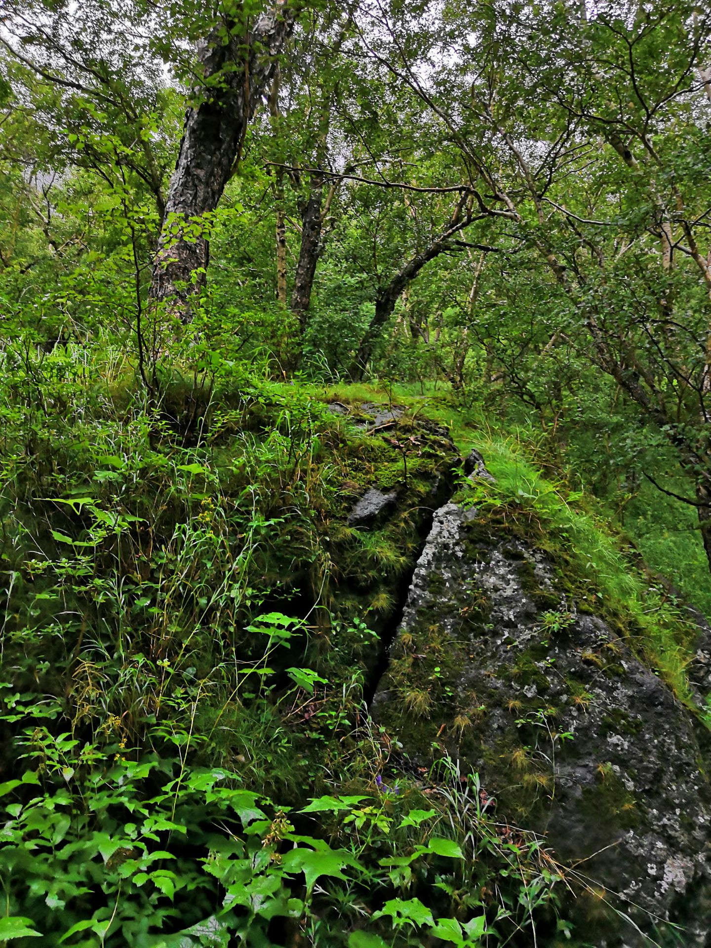 京都 先斗町公園 評判 案内 トリップドットコム