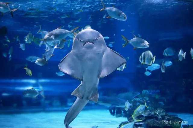 Everything you need to know before going to Los Angeles zoo