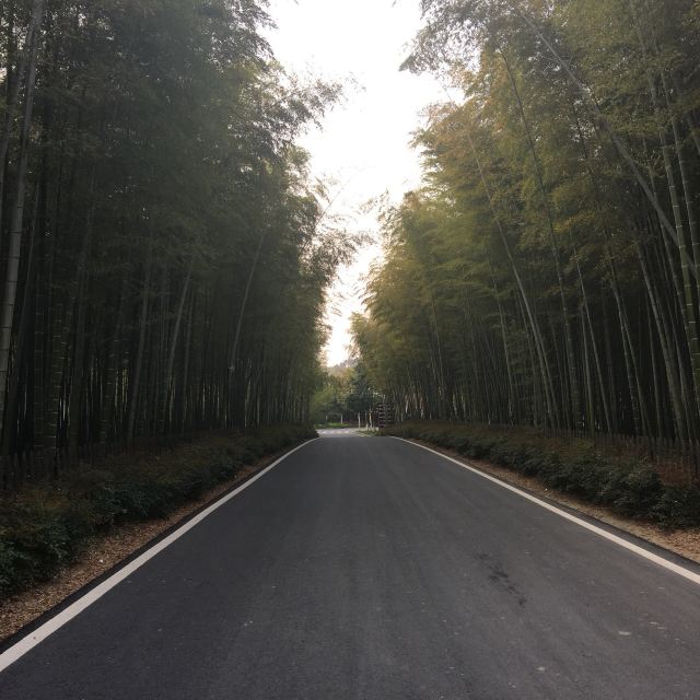 Nanshan Bamboo Sea