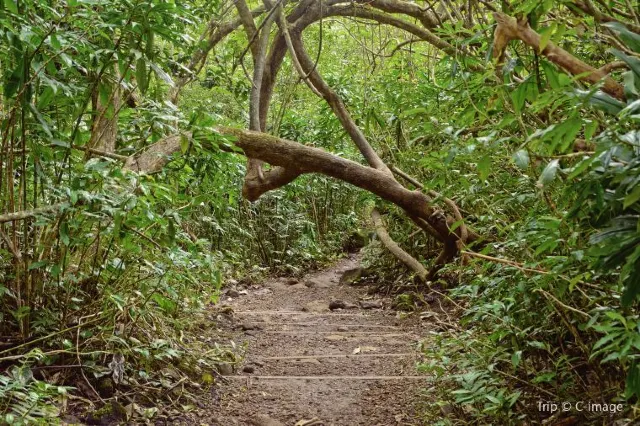 The Best Trail in Honolulu: Manoa Falls