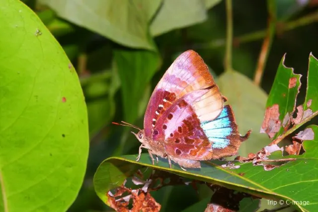 Gondwana Rainforests and More: Australia Rainforests