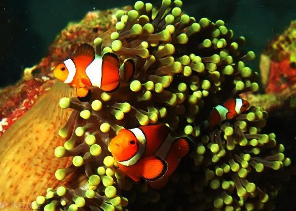 It's Only Open for a Few Months Each Year! Stunning Similan Islands!