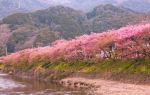 新城市 河津の桜並木