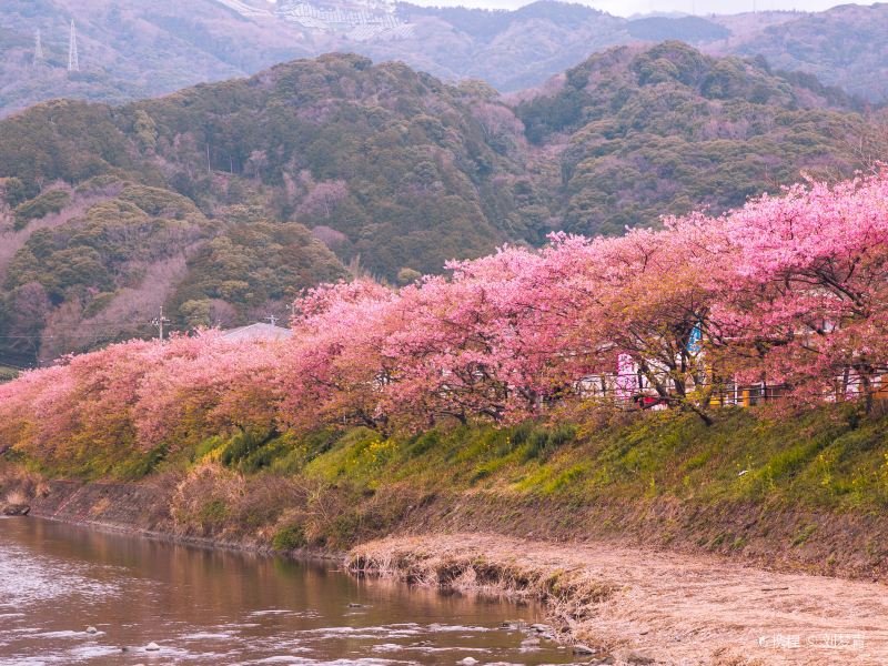 新城市 河津の桜並木