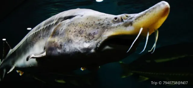 【小樽景點】絕不能錯過的10大小樽必去景點