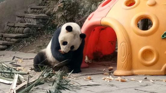 中国大熊猫保护研究中心雅安基地看大熊猫是不错的选择，大熊猫憨