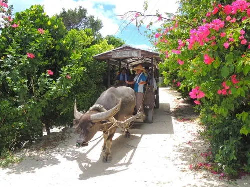 Explore the Japanese Amazon and Underwater Ruins, The Most Beautiful Scenery Around the Okinawa Islands