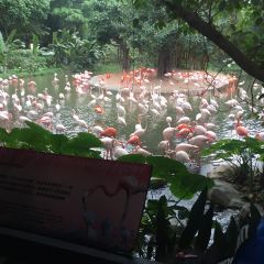 Emperor Penguin All Day Dining User Photo