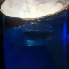 OZONE User Photo