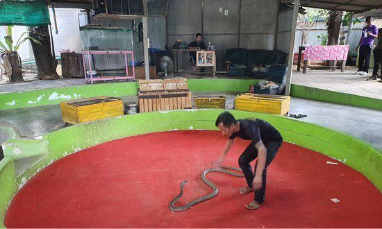 Phuket Cobra Show and Snake Farm