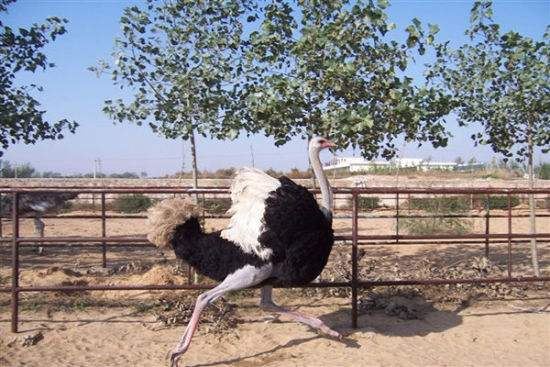 鴕鳥王生態園