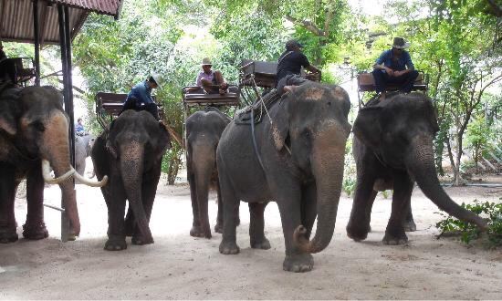 Pattaya Elephant Village