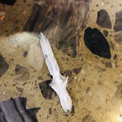 雅鱼王老字号 User Photo