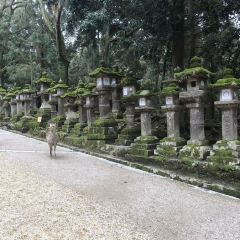 Mizuya Chaya User Photo